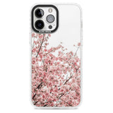 Cherry Blossoms - Real Floral Photographs