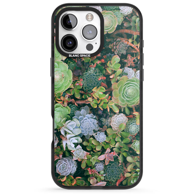 iPhone 16 Pro Max Colourful Succulents Photograph Black Impact Phone Case