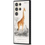 Vintage Giraffe Art